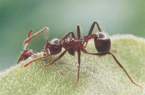 95年次屬什麼 褐色脊紅蟻